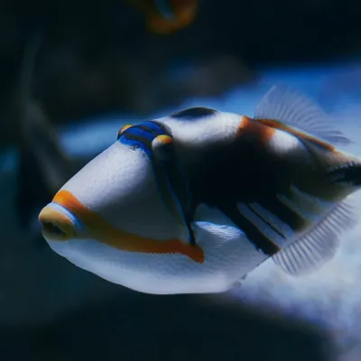 Fish On