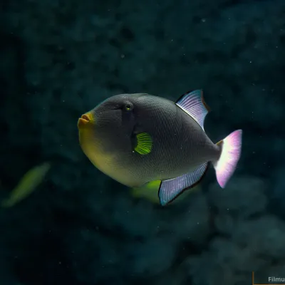 Fish On