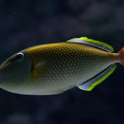 Fish On