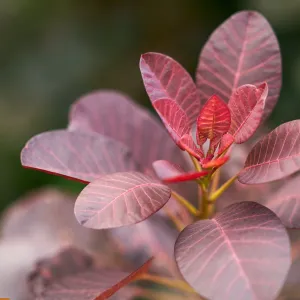 Gėlių ekstravagancija