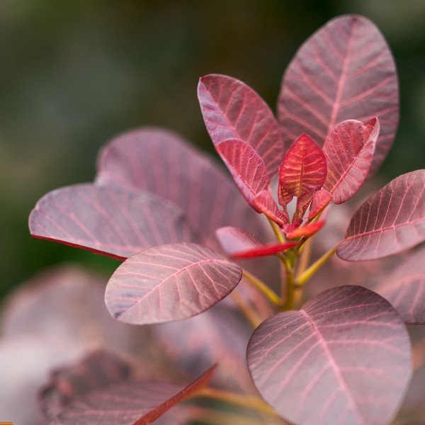 🔒 Gėlių ekstravagancija