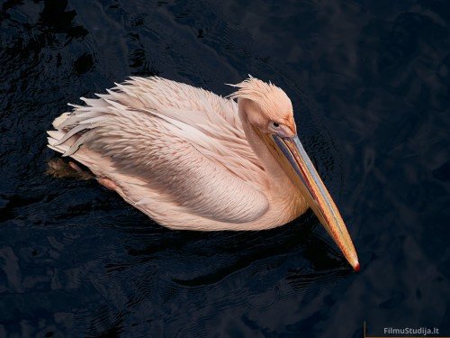 Pelikanai KlaipÄdos JÅ«rÅ³ Muziejus