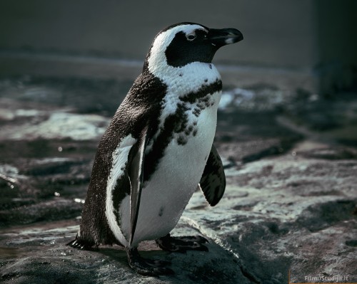 Pingvinai Klaipėdos Jūrų Muziejus